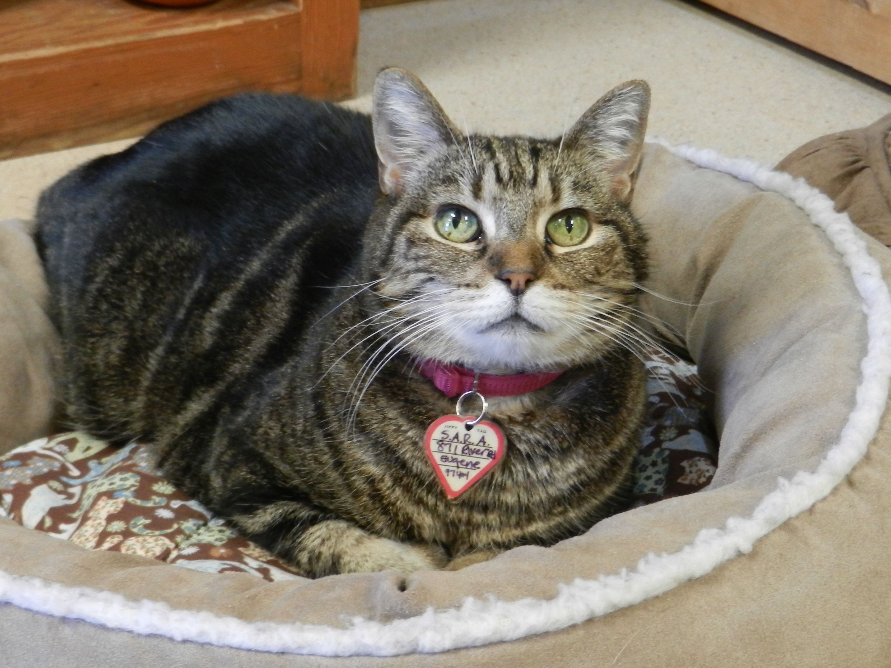 Photo 4 from SHELTER ANIMAL RESOURCE ALLIANCE (S.A.R.A.)